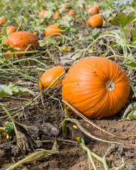 Orange pumpkins in a farm field
