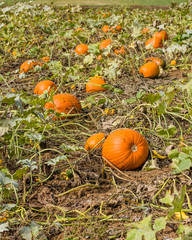 Orange pumpkins in a farm field