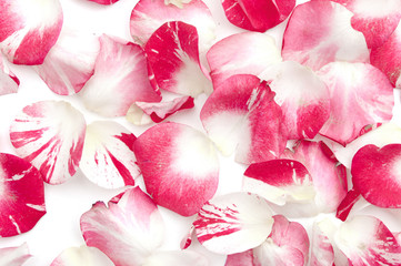 pink and white rose petals scattered as a background