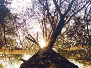 Bottom View of Pine Tree