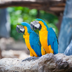 couple macaw