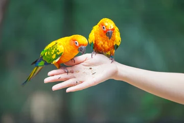 Crédence de cuisine en verre imprimé Perroquet Feeding Colorful parrots
