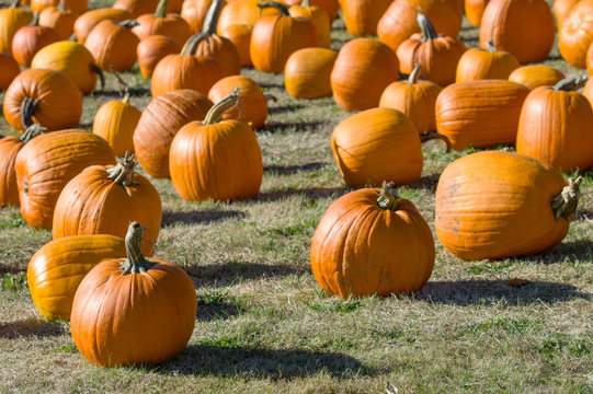 Field of orange pumpkins on grass