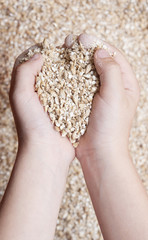 child's hands holding milled grain