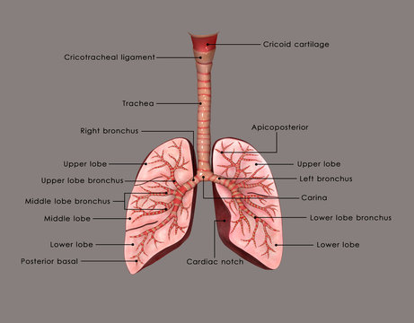 Как выглядят легкие человека внутри Lung Diagram Зображення - огляд 12,483 Стокові фото, векторні зображення й відео