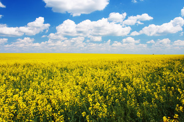 Fototapeta premium field