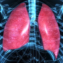 Lungs