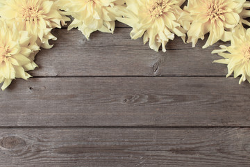 dahlia on wooden background