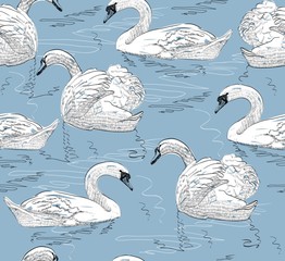 sketch swan © Tapilipa