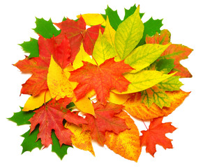 Naklejka na ściany i meble Colored autumn leaves