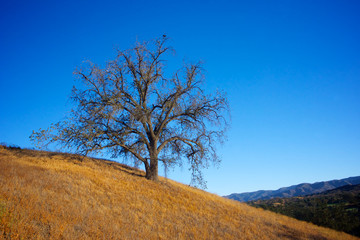 Obraz premium Oak Tree in the Fall