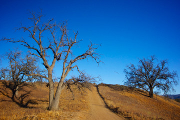 Path Through Wilderness