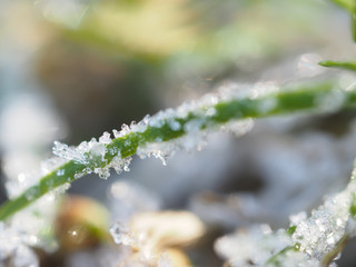 ice crystals on the plant