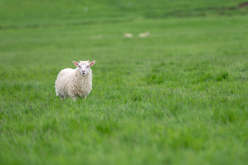 Fototapeta premium Cute sheep in Iceland staring into the camera.