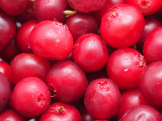 cranberries closeup