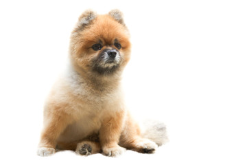 Pomeranian Dog