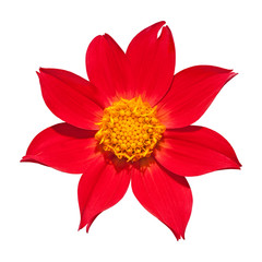 Red dahlia on white background