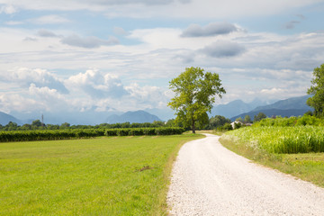grapevine in the fields of italy