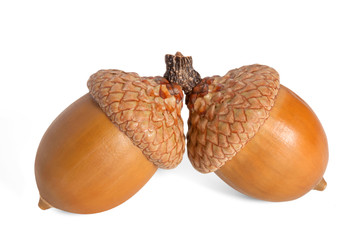 Two acorns on a white background © gna60