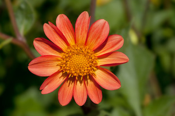 Red dahlia on green background