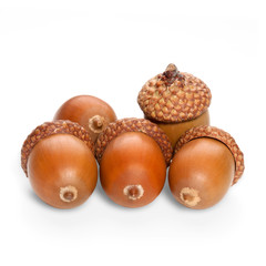 acorns on a white background