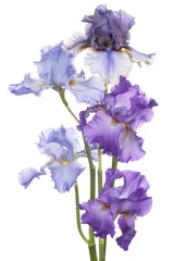 Crédence de cuisine en verre imprimé Iris iris