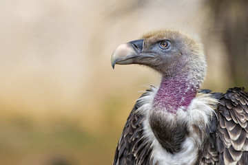 Isolated vulture, buzzard looking at you
