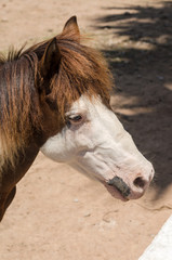 horse face portrait