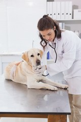 Fototapeta na wymiar Vet examining a dog with stethoscope