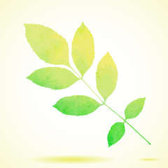 Green watercolor painted vector ash tree leaf