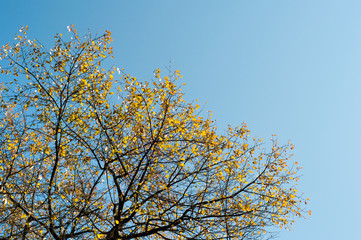 Autumn tree on blue sky background