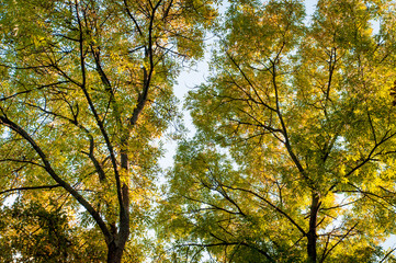 Forest trees in autumn background