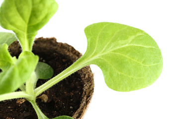 The young plant grows from a fertile soil is isolated on a white