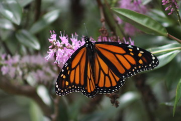 Fototapeta na wymiar Monarch Butterfly on a New Zealand Hebe Flower