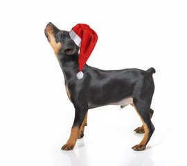 Dog in Santa hat