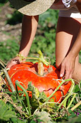 jardinage - récolte de courge