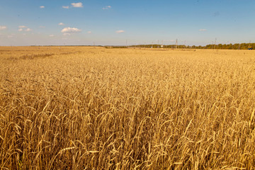 Поле пшеницы