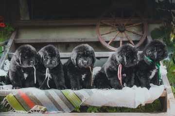 Newfoundland puppy, black, woolen