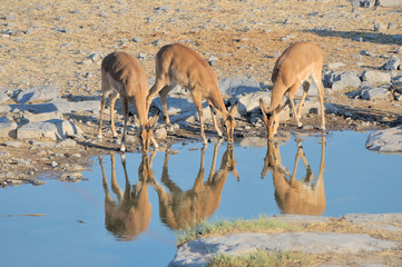 Young Impalas drinking