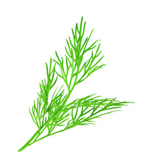 Dill, vector illustration