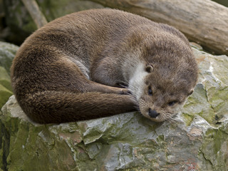 wydra