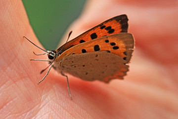 Comma butterfly