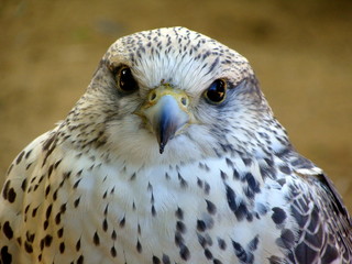 schöner Greifvogel