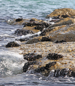 groups of molluscs and mussels on the rocks by the sea