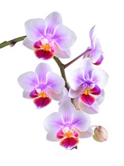 Obraz na płótnie Canvas orchid 