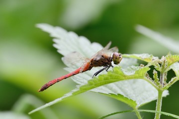 Sympetrum depressiusculum, male