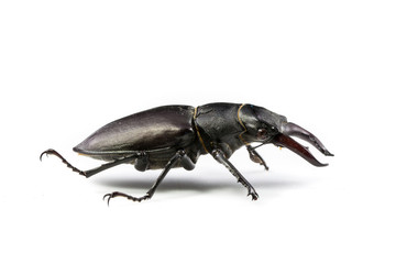 Isolated Stag Beetle