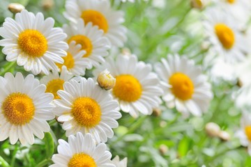 chamomile