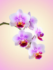 Obraz na płótnie Canvas orchid 