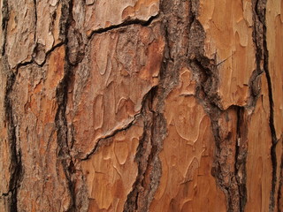 Texture of a tree bark